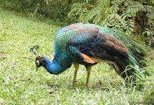 Kuala Lumpur Bird Park