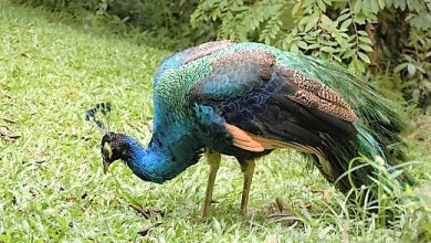 Kuala Lumpur Bird Park