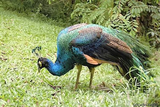 Kuala Lumpur Bird Park