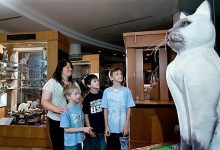 Cat Museum