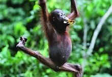 Sepilok Orang Utan