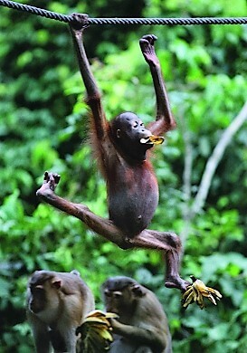 Sepilok Orang Utan