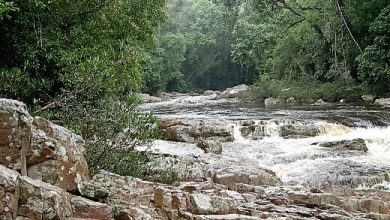 Taman Negara