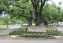 Audubon Zoo