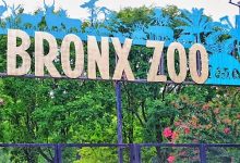 Bronx Zoo
