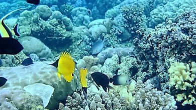 Endonezya diğer Bunaken National Park