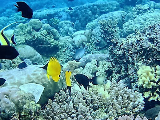 Endonezya diğer Bunaken National Park