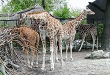 Kopenhag Hayvanat Bahçesi