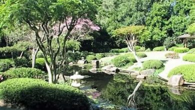 Brisbane Botanic Gardens