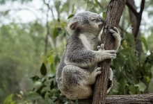 Lone Pine Koala Sanctuary