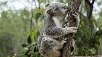 Lone Pine Koala Sanctuary