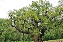 Sherwood Forest