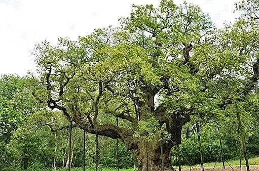 Sherwood Forest