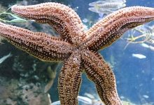 New England Aquarium