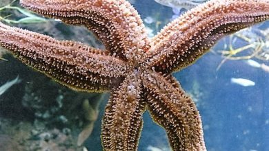 New England Aquarium