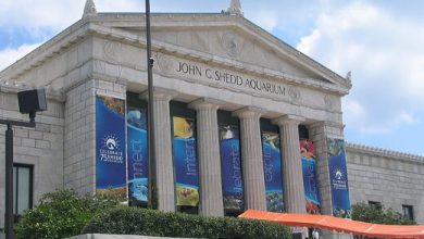 Shedd Aquarium