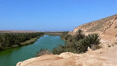 Souss Massa Milli Parkı