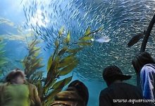 Aquarium of the bay
