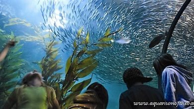 Aquarium of the bay