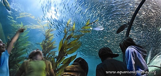 Aquarium of the bay