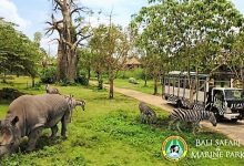 Bali Safari