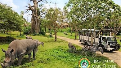 Bali Safari