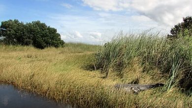 Florida Everglades
