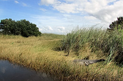 Florida Everglades