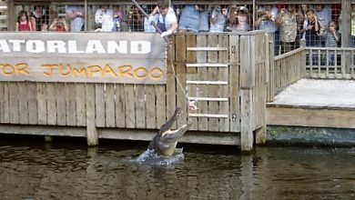 Gatorland
