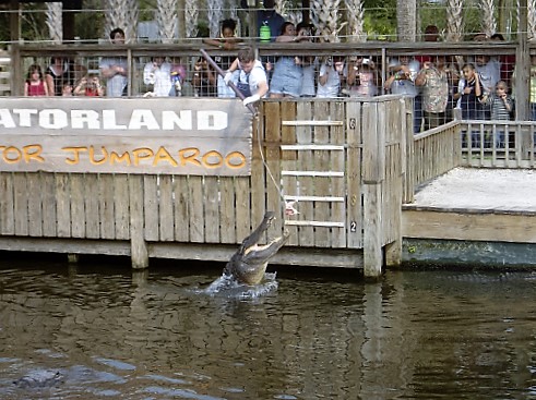 Gatorland