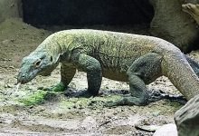 Komodo National Park
