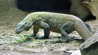 Komodo National Park
