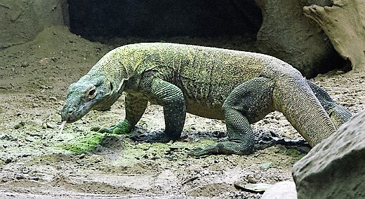 Komodo National Park