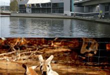 Melbourne Hayvanat Bahçesi