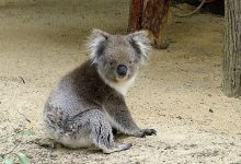 Perth Zoo