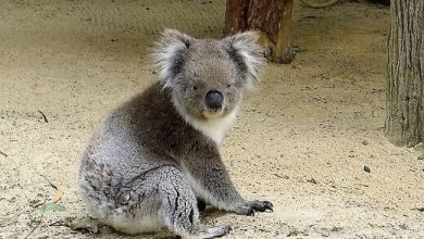 Perth Zoo