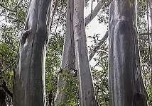 Wet Tropics of Queensland