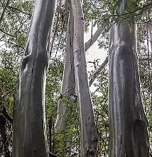 Wet Tropics of Queensland