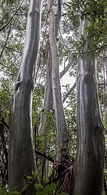 Wet Tropics of Queensland