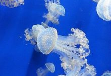 Aquarium Genova