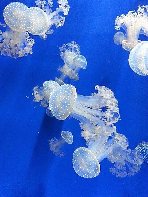 Aquarium Genova